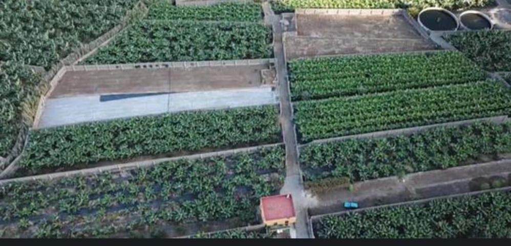 Finca de plataneras en explotación con casa photo 0