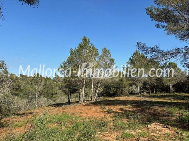 PARCELA CON SUPERFICIE DE 717 m² de espacio habitable - CON VISTAS A LA MONTAÑAS Y PANORÁMICAS PUERTO PETRO MALLORCA photo 0