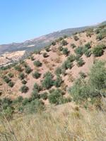 PARCELA RUSTICA DE 4.070 M2 CON OLIVOS Y ALMENDROS EN RIO GORDO. photo 0