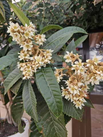 PRECIOSO CHALET INDEPENDIENTE CON ALBOLES FRUTALES y FINCA photo 0