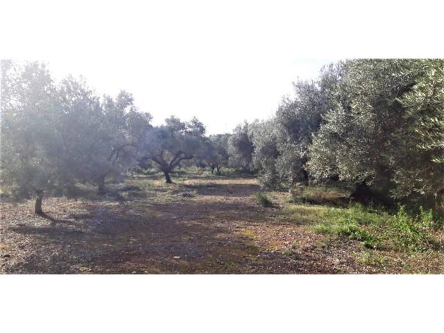 Terreno Urbanizable En venta en Benicarlo photo 0