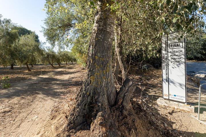 Magnífica parcela con olivos en producción photo 0