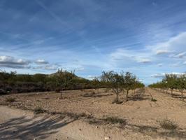 SE VENDE TERRENO RUSTICO EN MONOVAR (ALICANTE) photo 0
