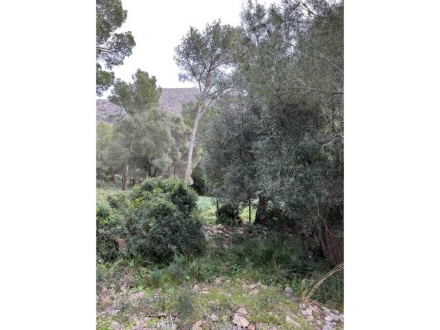 Venta de terreno en Alcúdia photo 0