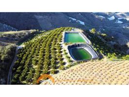 SE VENDE TRES FINCAS EN ACTIVO CULTIVABLES photo 0