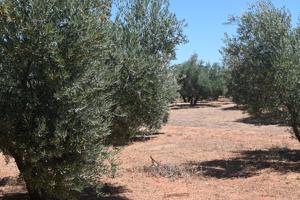 ALGO MÁS QUE UNA FINCA OLIVOS DE REGADIO photo 0
