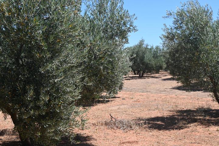 ALGO MÁS QUE UNA FINCA OLIVOS DE REGADIO photo 0