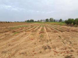FINCA DE REGADIO CON NAVE Y POZO photo 0