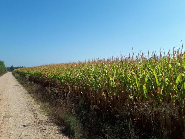 Terreno en venta en Villanueva de la Serena de 42000 m2 photo 0