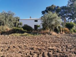 FINCA RUSTICA CON OLIVAR EN PLENA PRODUCCION photo 0