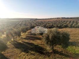 FINCA RUSTICA DE SECANO CON OLIVOS, VIVIENDA Y PISCINA photo 0