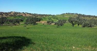 IMPRESIONANTE Dehesa de encinas y Coto de Caza 200 Ha en el corazón de Huelvs photo 0