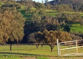 Gran finca de dehesa en producción en Huelva: naturaleza, rentabilidad y futuro sostenible photo 0