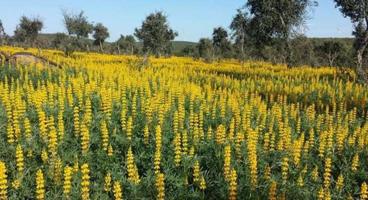 Gran finca de dehesa en producción en Huelva: naturaleza, rentabilidad y futuro sostenible photo 0