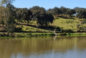 Finca productiva de 207 ha en el corazón del Andévalo (Huelva) photo 0