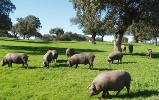 Finca operativa en la Sierra Morena sevillana: naturaleza, producción y potencial Rural photo 0