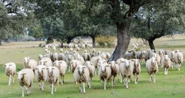 Finca operativa en la Sierra Morena sevillana: naturaleza, producción y potencial Rural photo 0