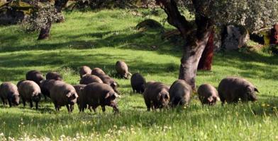 Dehesa productiva de 97 Hectáreas en Sierra Norte de Sevilla – Inversión segura y rentable photo 0