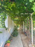 Un legado entre encinas centenarias: finca de 45 ha en Constantina (Sevilla) photo 0