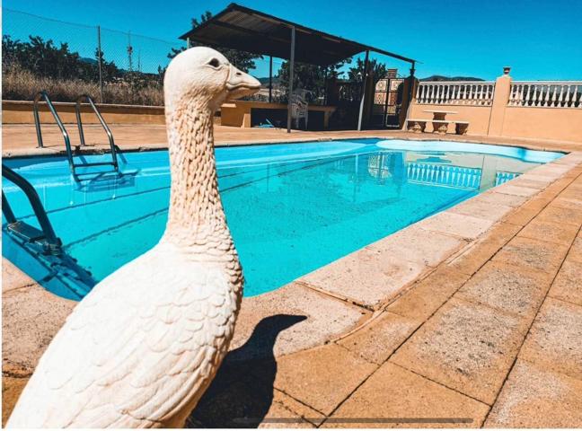 CHALET Y FINCA CON PISCINA Y Yeguada photo 0