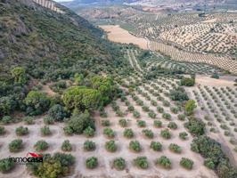 🌿 Finca de Olivos en Illora photo 0