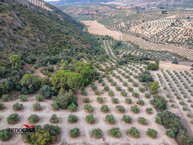 🌿 Finca de Olivos en Illora photo 0