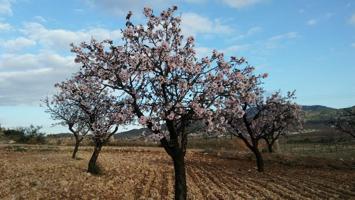 PARCELA EN HONDON DE LAS NIEVES photo 0