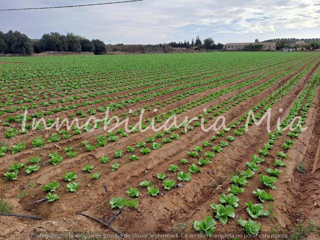 ¡Invierte en Productividad! Finca de 14,000 m² Lista para Cultivar y Generar Rendimiento photo 0