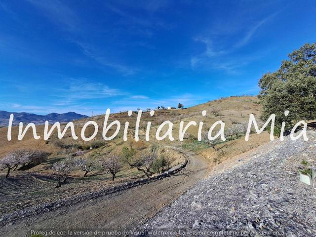 ¡OPORTUNIDAD ÚNICA! FINCA EN LOS JARALES – 35,000 m² CON CASA Y ALMENDROS EN PRODUCCIÓN photo 0