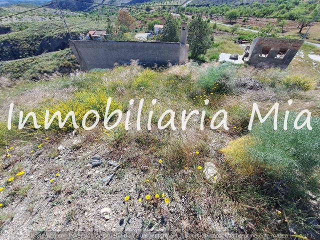 OPORTUNIDAD ÚNICA – FINCA DE 80.000 m² EN PARAJE NOGALTE, CON CASA Y CULTIVO EN PRODUCCIÓN photo 0