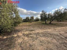 Precioso Olivar de secano 100 patas aprox . y 3.600 Mt2 de parcela (Con escrituras) photo 0
