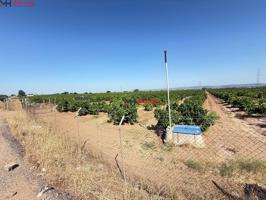 Finca de 13,7 hectáreas de cítricos en plena producción — Agua propia y 450.000 kg anuales en Cantillana (Sevilla) photo 0