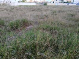 Gran parcela edificable en la playa photo 0
