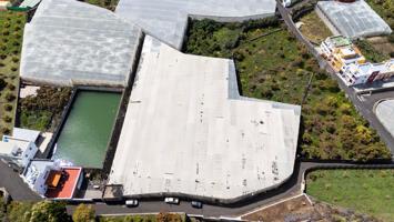 Se vende finca platanera en plena producción photo 0