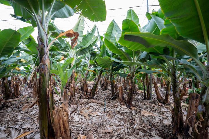 Se vende finca platanera en plena producción photo 0