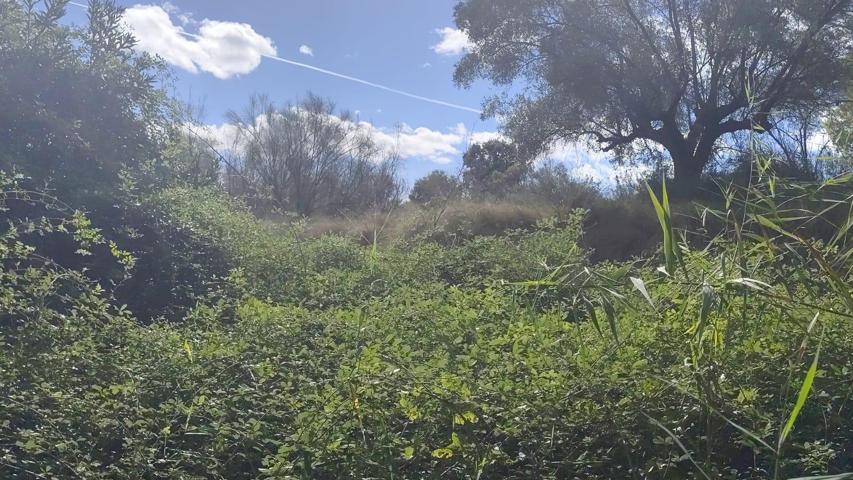 FINCA DE 20.000M2 EN DIRECCION CARAVACA CON ENTRADA DESDE LA CARRETERA PASA RIO POR LA FINCA photo 0