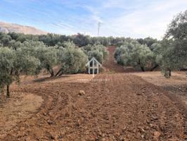 Venta de olivar photo 0