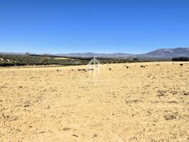 Finca de calma photo 0