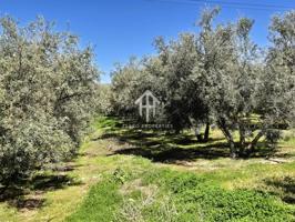 Olivar en Moraleda photo 0