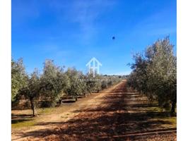 Olivar en lo Llanos de Moraleda photo 0