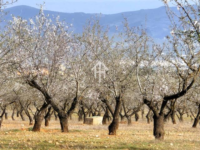 Finca Rústica de 20 Hectáreas con Olivos, Almendros, Riego Automatizado y Certificación Ecológica – Salar (Granada) photo 0