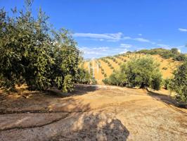Finca en venta en Dehesa de los Montes – Con vivienda y olivar en producción photo 0