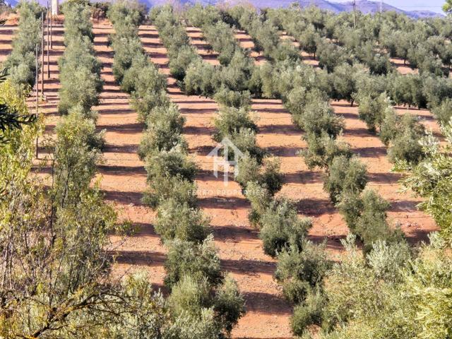Finca en venta en Dehesa de los Montes – Con vivienda y olivar en producción photo 0