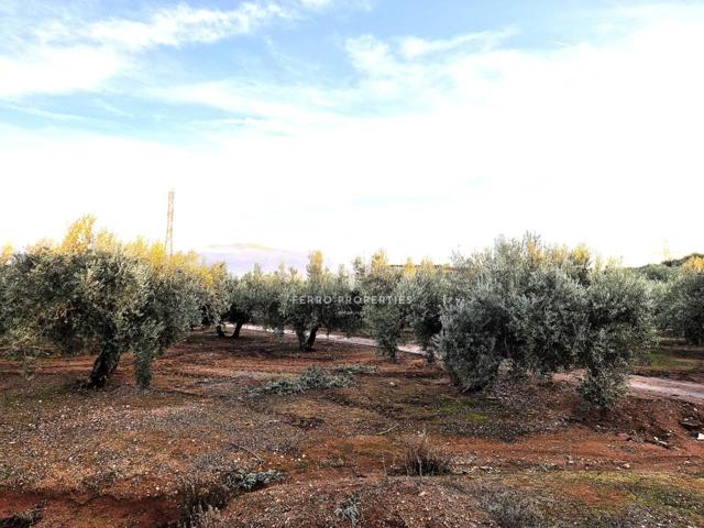 Venta de terreno en Iznalloz ( La Nava) photo 0