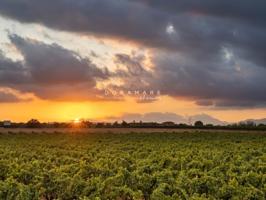 Terrenos Edificables En venta en Sencelles photo 0