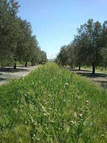 FINCA OLIVAR INTENSIVO DE RIEGO photo 0