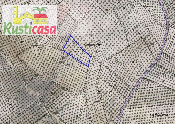 Venta de olivas cerca de Bailen. photo 0