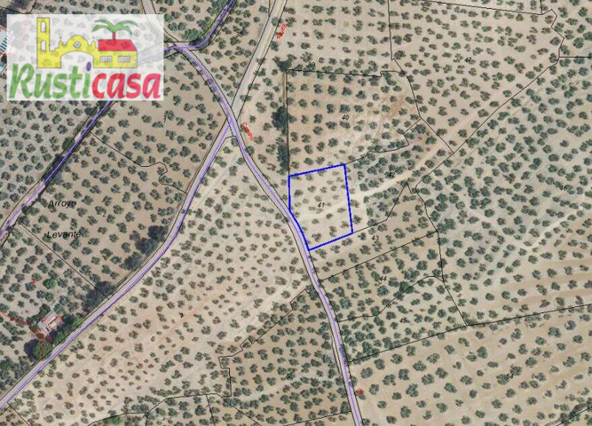 OLIVAR CON RIEGO COMUNITARIO. photo 0