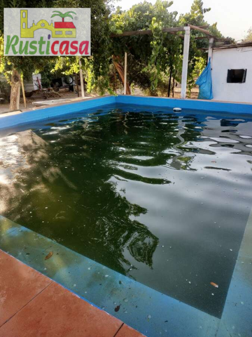 Olivar de riego. photo 0