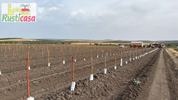Diez hectáreas de olivar super intensivo. photo 0